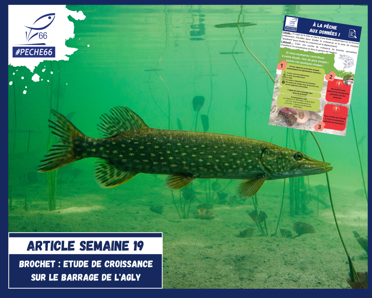 Etude de croissance du brochet sur le barrage de l’Agly Fédération des Pyrénées Orientales